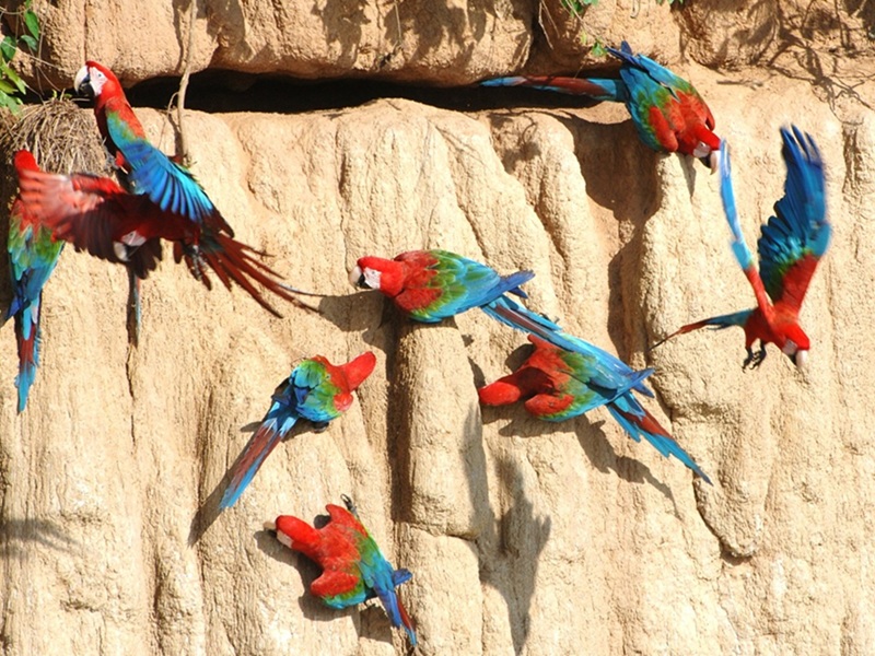 Proyecto Peru Amazon Expedition